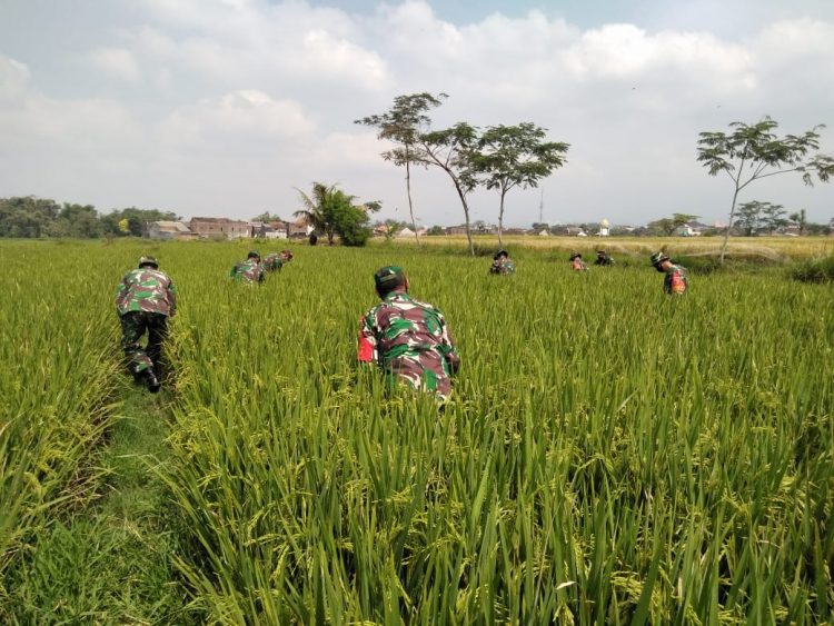 Babinsa Jajaran kodim 0833 Merawat Padi Di Lahan Demplot