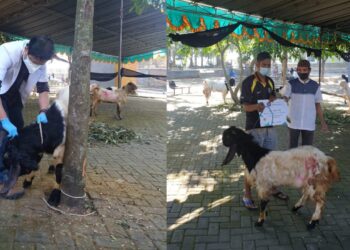 79 Kambing Dan 7 Sapi Dibagikan UB Di Idul Adha Kali Ini
