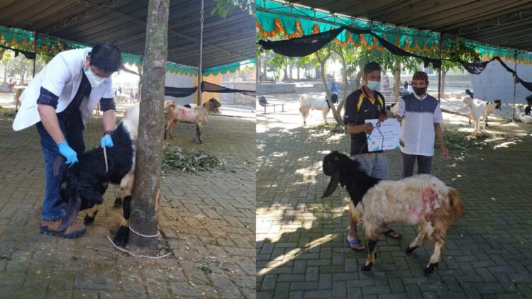 79 Kambing Dan 7 Sapi Dibagikan UB Di Idul Adha Kali Ini